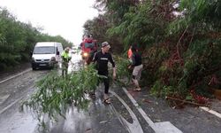 Antalya'da Fırtına Ağaçları Devirdi, Karayolunda Trafik Aksadı