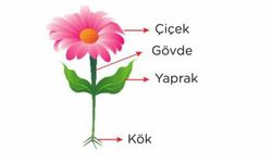 Gövdenin Yapısı ve Görevleri