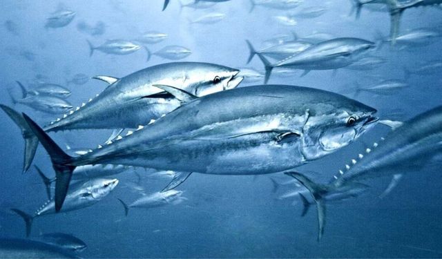 Ton Balığında Cıva Seviyesi Hala Yüksek: Bilim İnsanları Uyarıyor