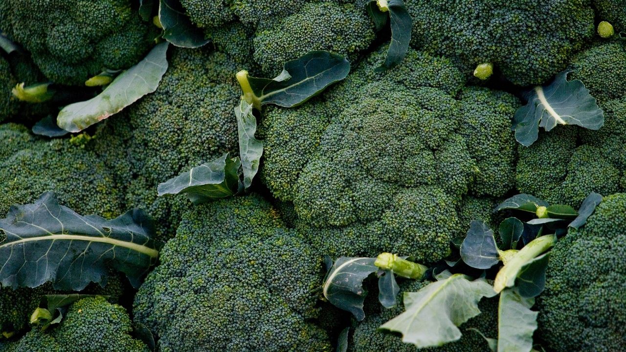 Brokoli (1)
