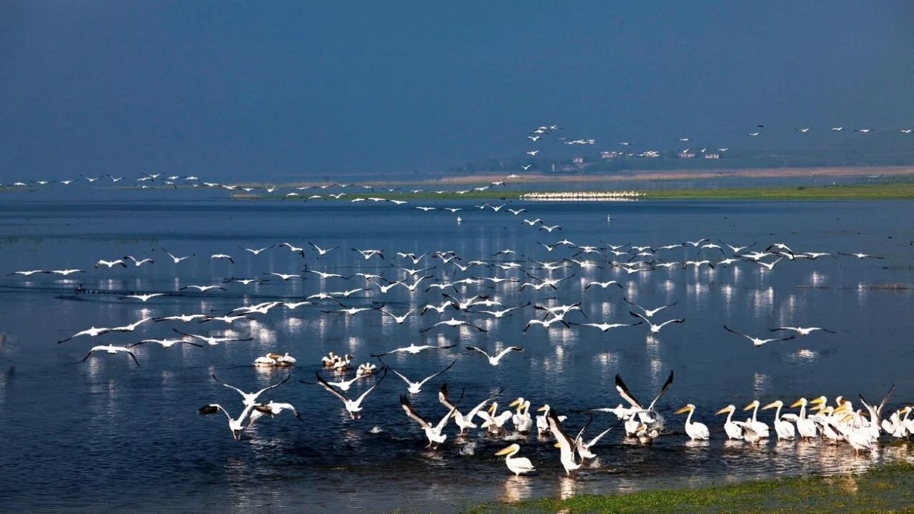Manyas Gölü Kıyısındaki Kuşcenneti Milli Parkı (3)